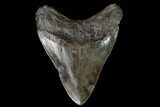 Fossil Megalodon Tooth - South Carolina #129991-1